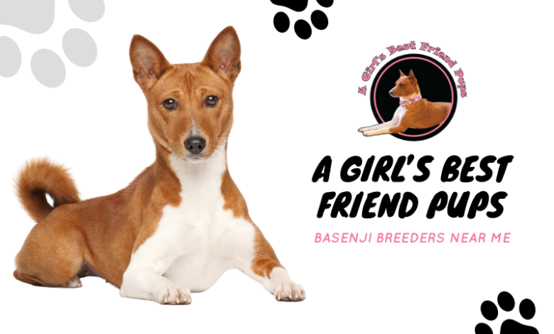 basenji breeder ontario